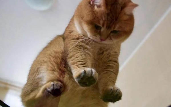 一个月大的小猫拉稀怎么办