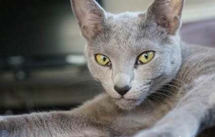 为什么有些猫咪洗了澡就死了?