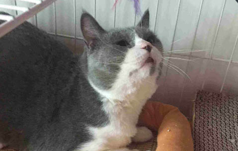 猫咪怀孕有哪些症状啊?