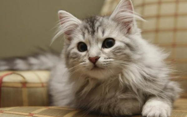 生了猫一般间隔多久就可以生小猫