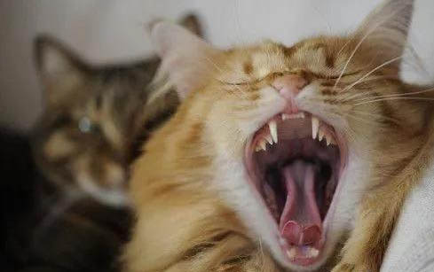 猫咪常见疾病症状表现