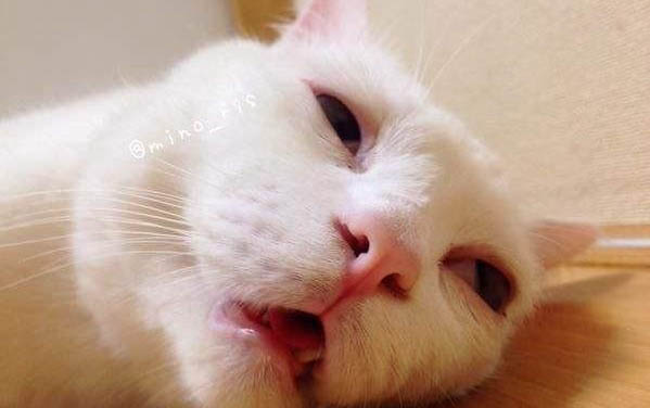 刚买的猫咪到家之后一直躲着不出来怎么办??？
