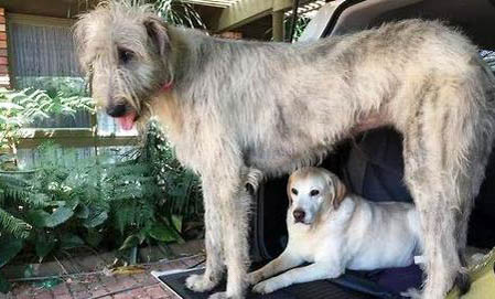 哈士奇犬的正确喂食方法是什么?