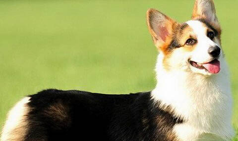 大型柯基犬能长多大