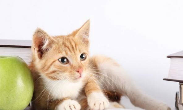 猫咪带回农村养会丢吗