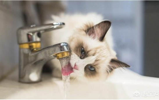 猫咪吐黄水有泡沫是怎么回事