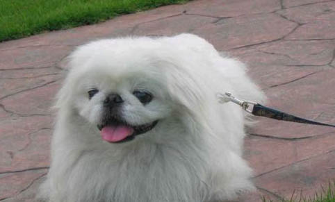 犬瘟用药多久
