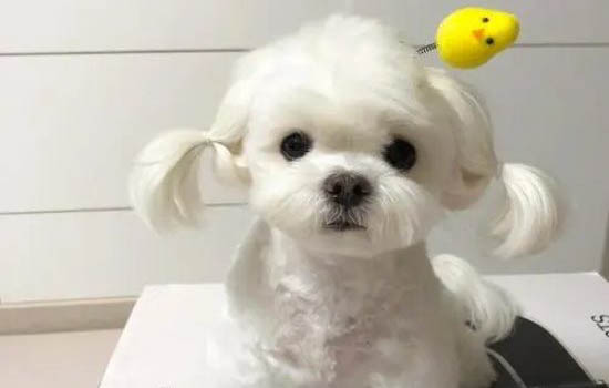 打了芯片的狗狗丢了怎么找呢