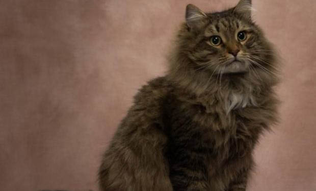 猫咪哪个部位不能打