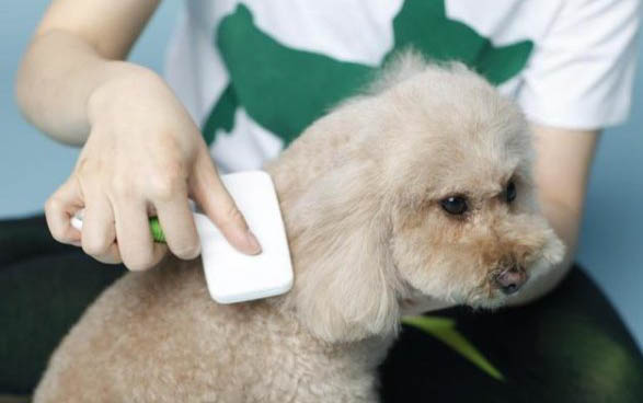 狗狗得了副流感有死亡率吗