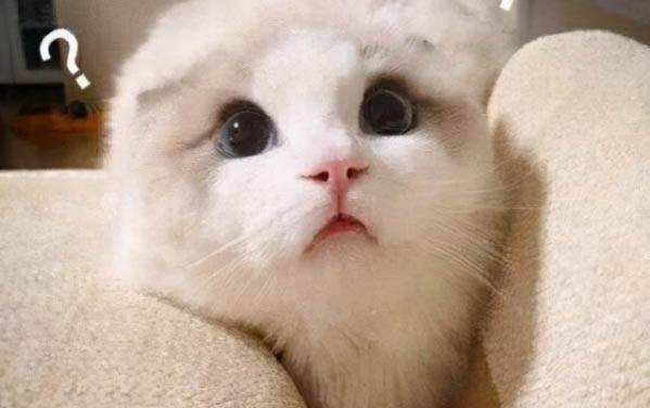 猫怀孕能不能吃猪肉
