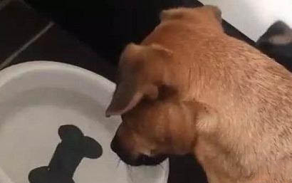 狗狗老了牙掉了怎么办