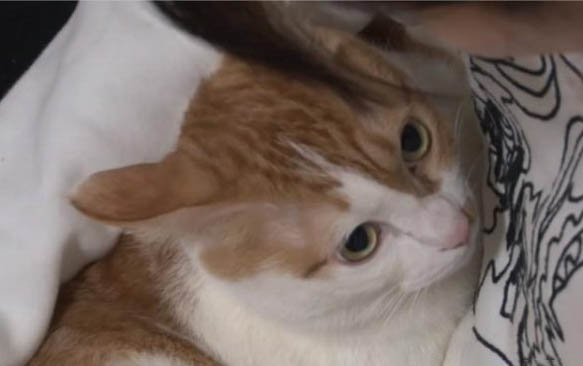 小猫洗澡怎么洗