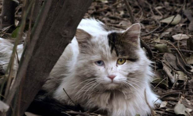 流浪猫吃火腿肠吗