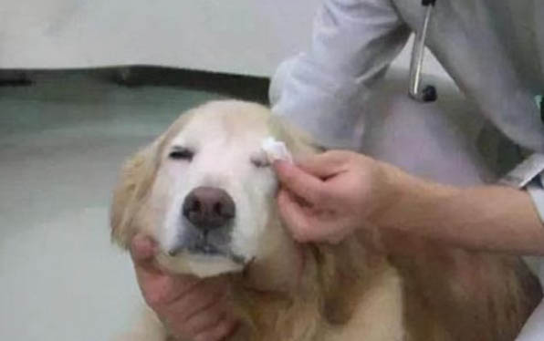 金毛狗狗换牙期是几个月