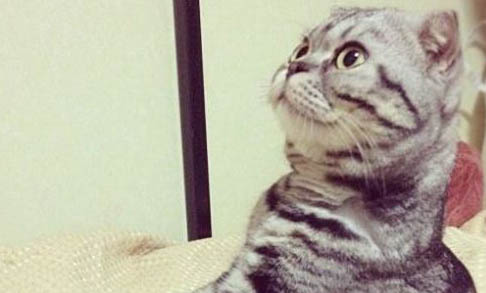 猫咪拉稀呕吐可以吃什么食物