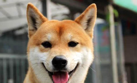 柴犬多大成年?