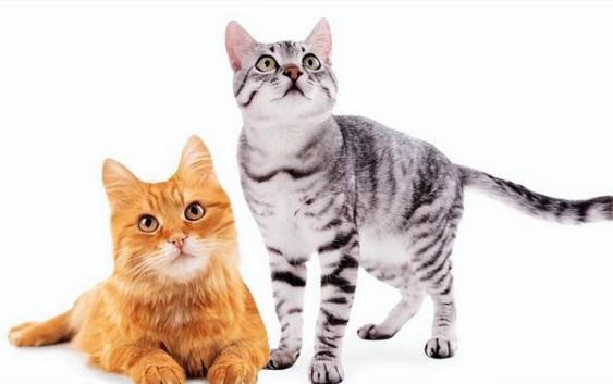 猫咪有耳螨后怎么清洗