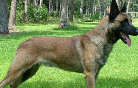 马犬记仇吗