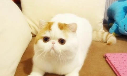 猫身上有跳蚤用什么药