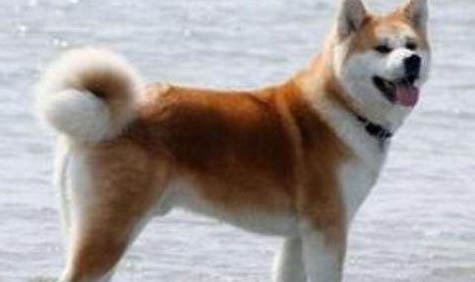 纯种秋田犬柴犬和纯种秋田犬有什么区别