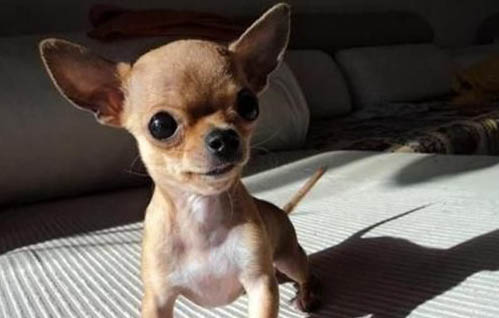 吉娃娃犬肥胖的原因