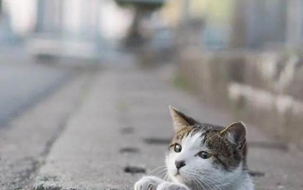 请问猫咪呕吐的原因及处理方法?