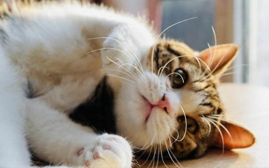 20天小猫一次喂喝多少毫升奶