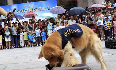 狗狗可以吃甘蔗吗