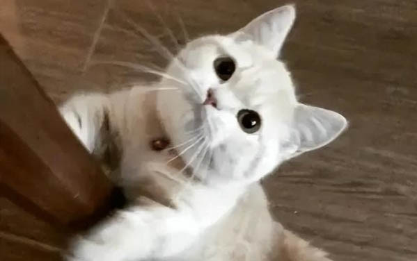 猫舌头上的倒刺是什么东西