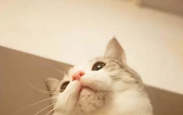 猫咪为什么爱干净又怕水呢?