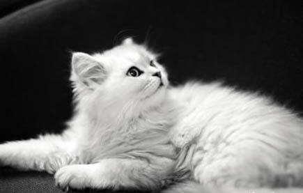 母猫都会发现小猫少了吗?