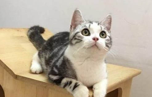 猫咪得了胰腺炎,怎么办?