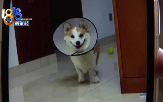 如何挑选柯基狗