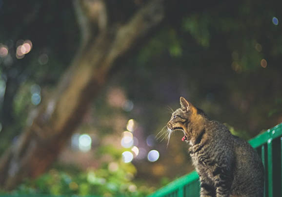 中国狸花猫可以吃狗粮嘛