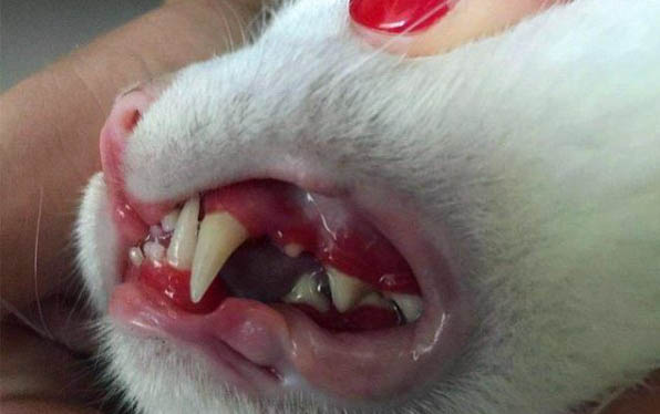 猫咪不喝水的病因