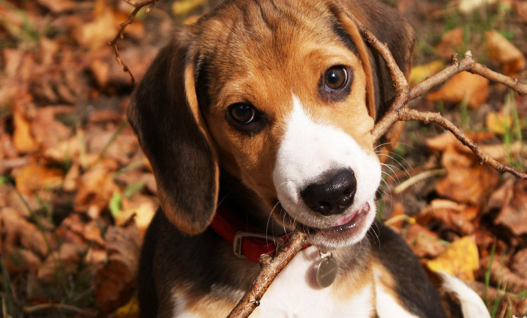 有哪些狗狗作为导盲犬?