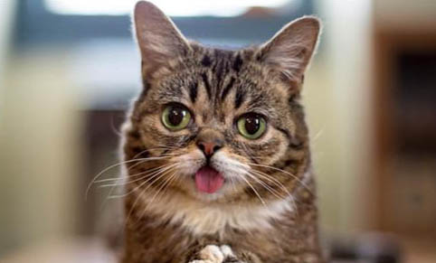 猫冬天睡觉需要盖被子吗?