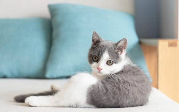 小猫多久驱虫一次
