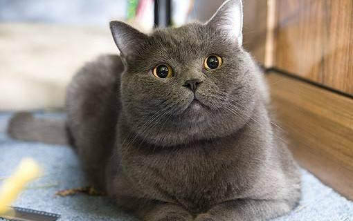 猫咪得了黄疸症状怎么治疗？