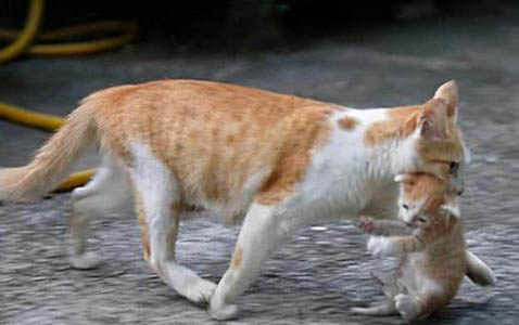 怎么帮助母猫下奶