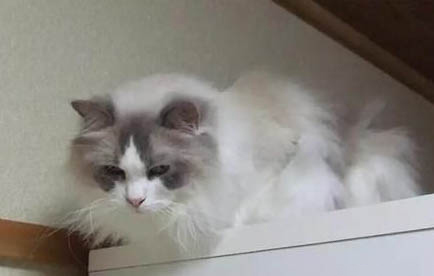 请问猫咪呕吐的原因及处理方法？