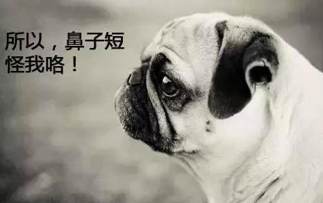 小狗要剪尾巴吗