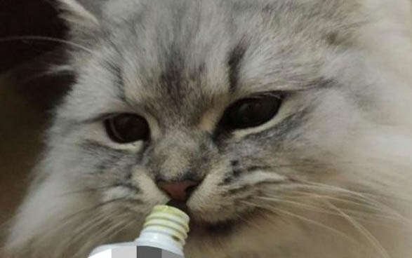 猫咪能不能吃面包？