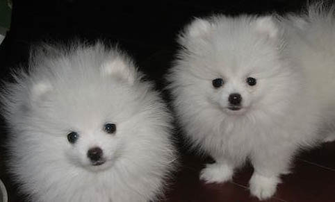 博美犬哪里买