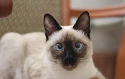 猫咪绝育后性格会变温顺吗