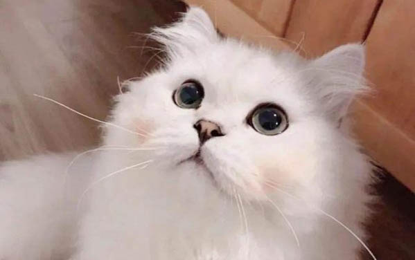 新买的猫咪多久和人熟悉