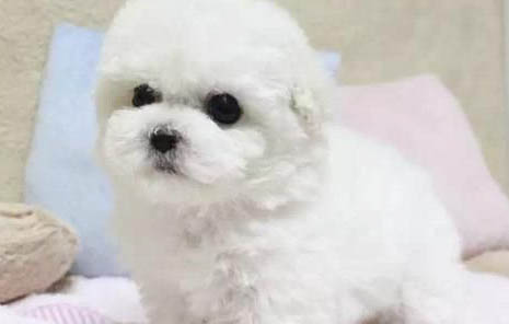 狗狗为什么会舔自己
