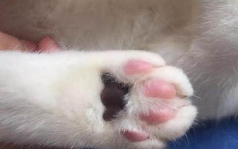 猫咪发情一般几天就好了?