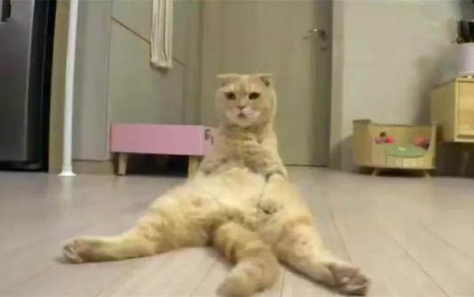 猫瘟各阶段的表现有哪些